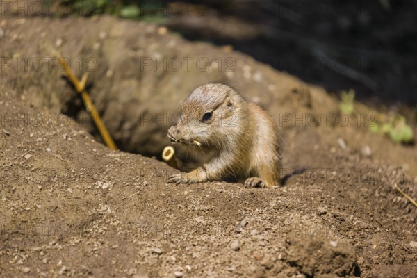A black-tailed prairie dog cub (2 weeks old) (Cynomys ludovicianus) sits close to his den on sandy