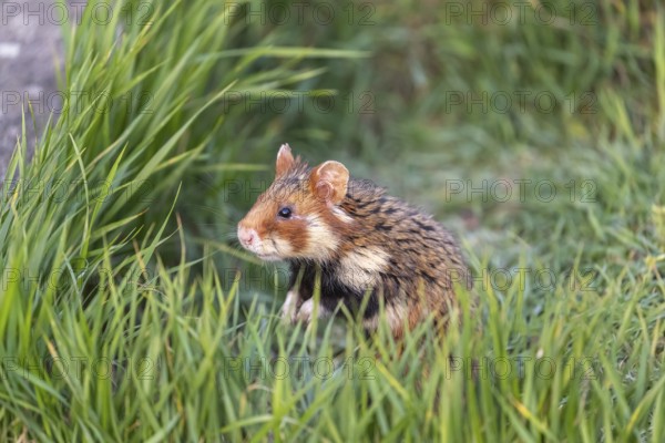 One European hamster (Cricetus cricetus), Eurasian hamster, black-bellied hamster or common