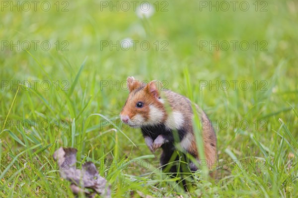 A European hamster (Cricetus cricetus), Eurasian hamster, black-bellied hamster or common hamster,