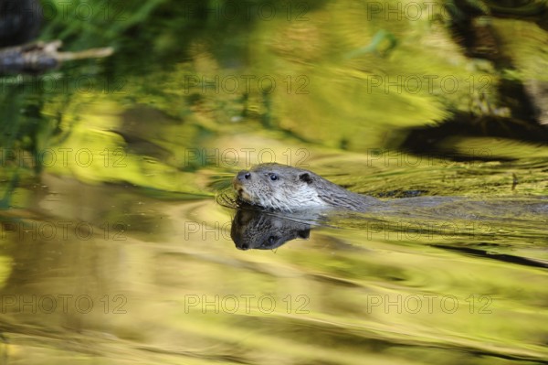 An otter swims through water illuminated by the sun, otter (Lutra lutra), Bavarian Forest National