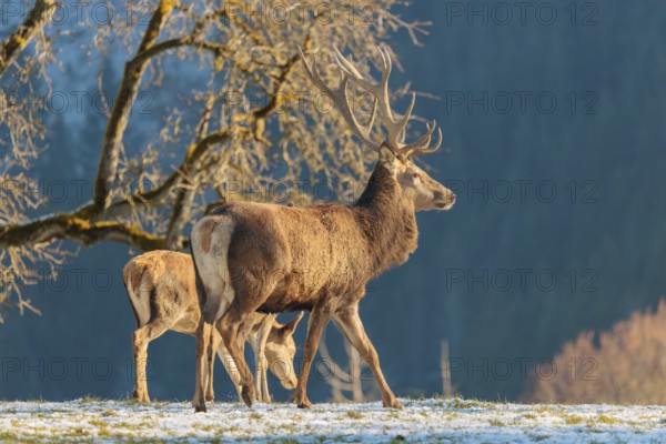 A red deer stag (Cervus elaphus) and two hinds stand in the first light of day on a meadow covered