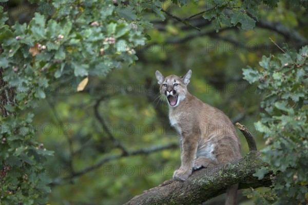 One young cougar, Puma concolor, sitting on a big branch high up in an oak tree. Yawning
