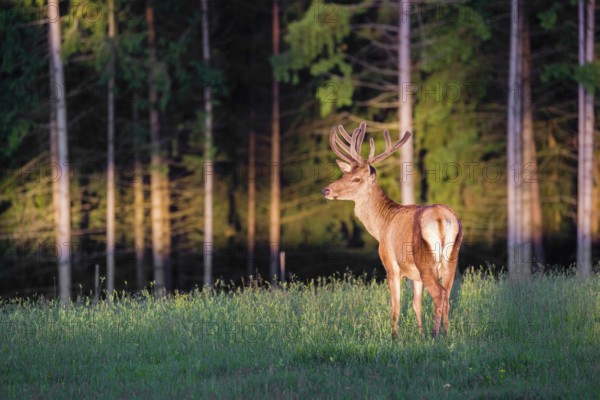 An Altai maral stag, Altai wapiti or Altai elk (Cervus canadensis sibiricus) stands in a meadow in