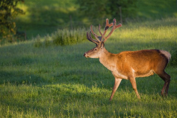 An Altai maral stag, Altai wapiti or Altai elk (Cervus canadensis sibiricus) stands in a meadow in