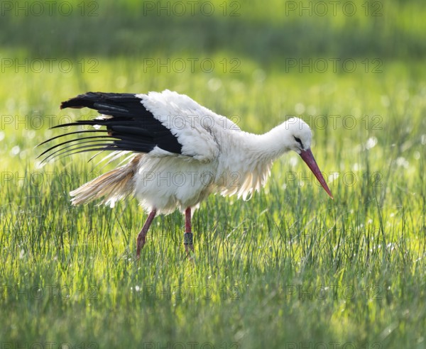 White stork (Ciconia ciconia) foraging in a meadow, spider threads on the grass, Lower Saxony,