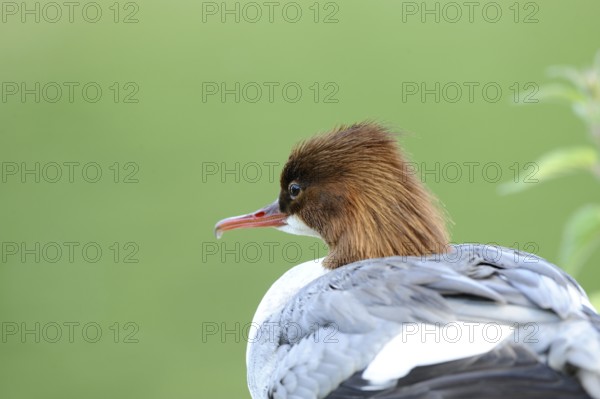 Close-up of a bird with a brown head and white plumage against a green background, Goosander