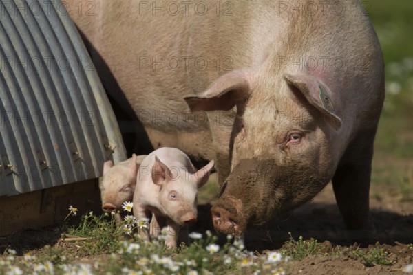 Domestic pig (Sus scrofa domesticus) adult mother and juvenile baby piglet farm animals in a field