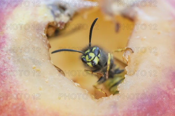 Common wasp (Vespula vulgaris) adult insect on fallen fruit in a garden in summer, England, United