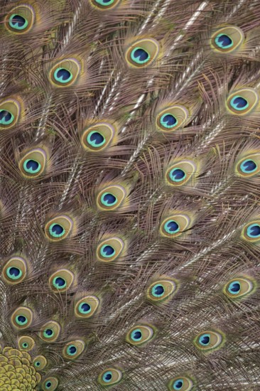 Indian peafowl or Peacock (Pavo cristatus) adult male bird displaying close up of its tail