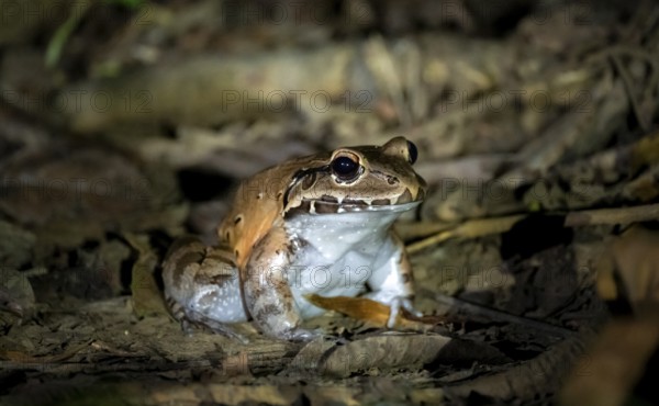 South American bullfrog (Leptodactylus pentadactylus), on the forest floor, at night, Puntarenas