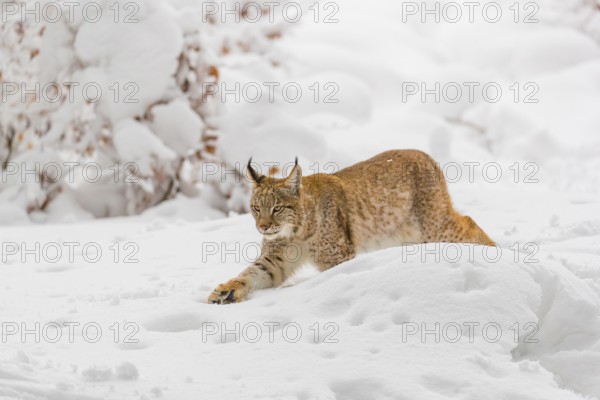 One young male Eurasian lynx, (Lynx lynx), walking through deep snow covered undergrowth in a