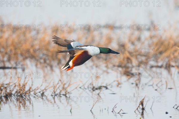 Northern Shoveler (Anas clypeata), male duck in flight, about to land on lake, island of Texel,