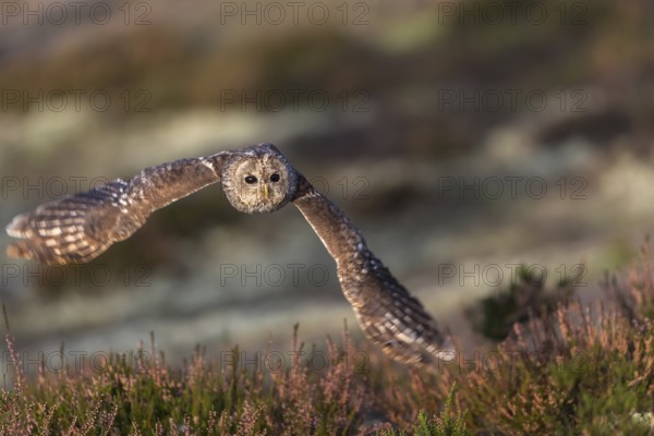 One tawny owl or brown owl (Strix aluco) flying over heather near a forest. Forest in the