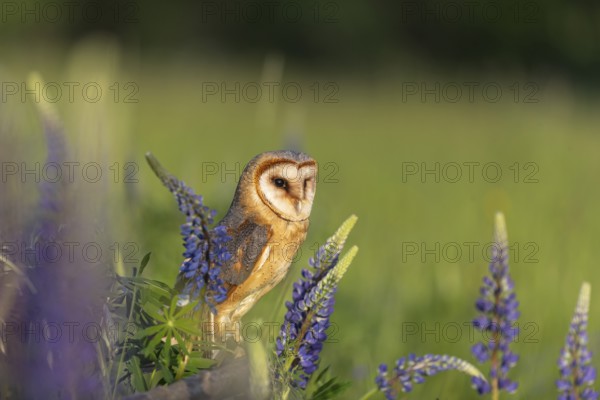 One barn owl (Tyto alba) sitting on a branch lying in a field of flowering lupines in late evening