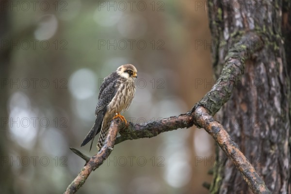 One female red-footed falcon (Falco vespertinus) sitting on a branch of a tree in a forest. Green