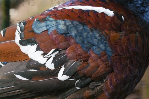 Hume's pheasant (Syrmaticus humiae), also known as bar-tailed pheasant, a detailed study of a adult