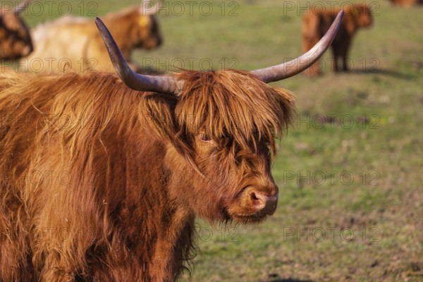 One Highland cow (Bos (primigenius) taurus) stands on a meadow. Some more in the background rest on