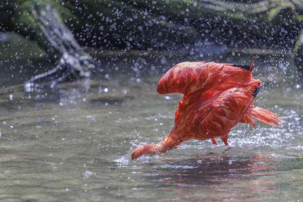 A scarlet ibis (Eudocimus ruber) stands bathing in the shallow water of a riverbank. Water splashes