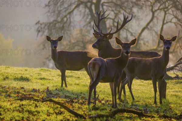 A herd of red deer hind and a stag (Cervus elaphus) stand backlit on a meadow. Early morning light