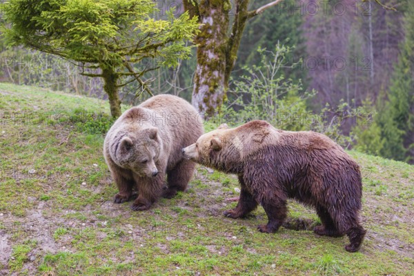 A female and a male eurasian brown bear (Ursus arctos arctos) meet each other the first time on a