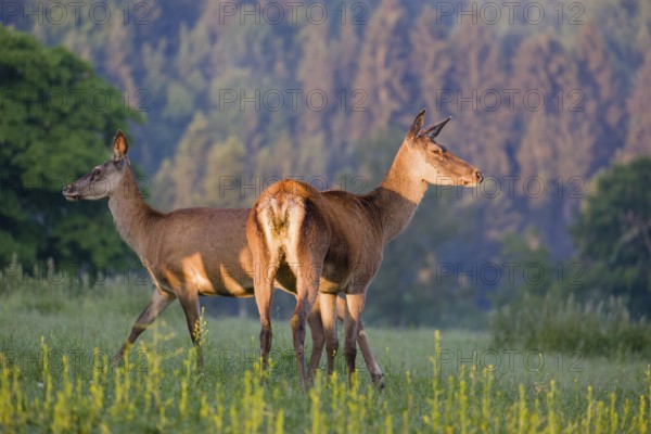 Two Altai maral hinds, Altai wapiti or Altai elk (Cervus canadensis sibiricus) stand in a meadow in