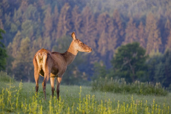 An Altai maral hind, Altai wapiti or Altai elk (Cervus canadensis sibiricus) stands in a meadow in