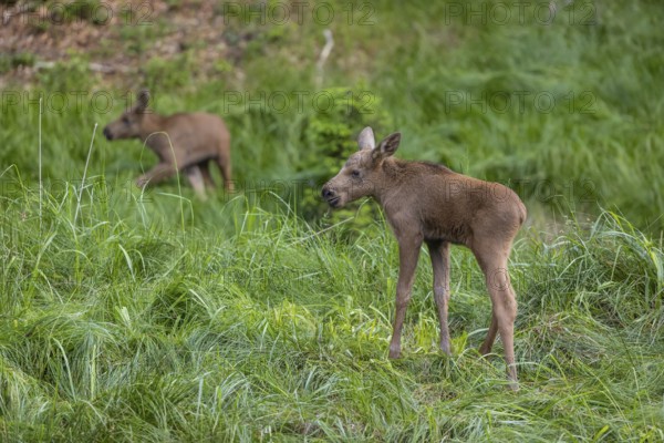 Two baby moose or elk, Alces alces, (19 days old, born May 8, 2020) walking through tall fresh