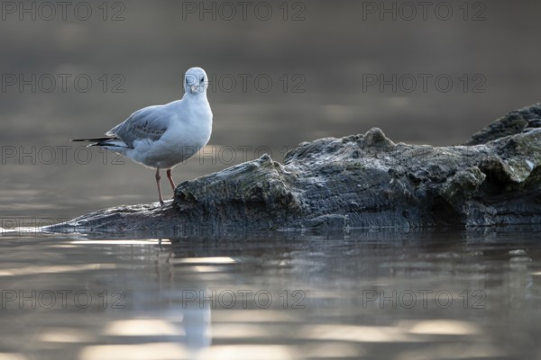 Black-headed Black-headed Gull (Chroicocephalus ridibundus), in a sable plumage, resting on a
