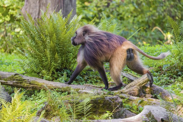 One male Gelada (Theropithecus gelada), or bleeding-heart monkey balancing on a log. A green forest