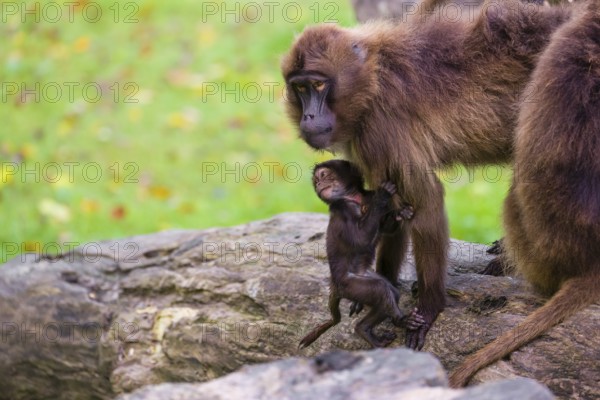 A baby Gelada (Theropithecus gelada), or bleeding-heart monkey, stays in close contact to his