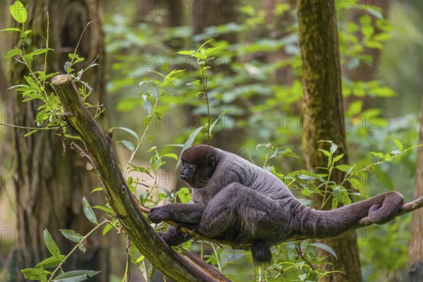 A common woolly monkey, brown woolly monkey, or Humboldt's woolly monkey (3) (Lagothrix
