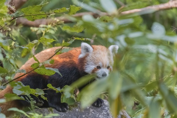 One red panda, Ailurus fulgens, sitting on a rock. Fresh green vegetation in the background