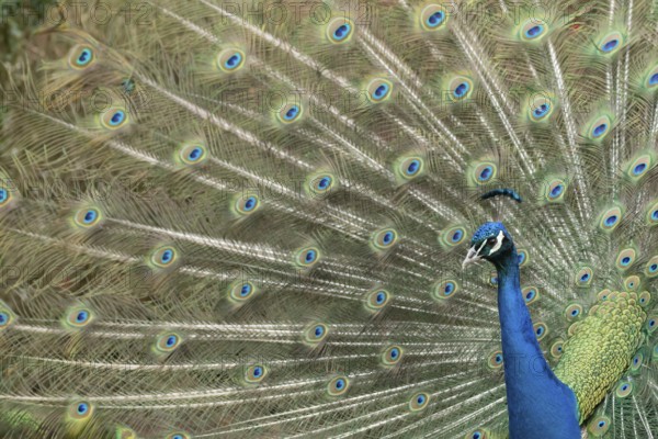 Indian peafowl or Peacock (Pavo cristatus) adult male bird displaying showing its tail feathers,