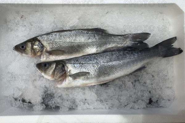 Sea bass (Dicentrarchus labrax) on ice in refrigerated counter fish counter display of fishmonger