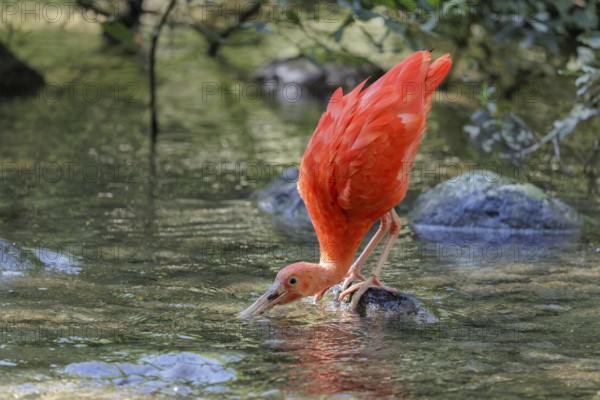 A scarlet ibis (Eudocimus ruber) stands on a stone lying in the shallow water of a riverbank and