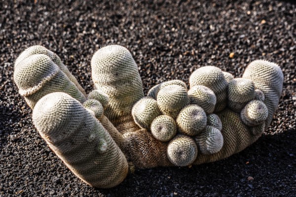 2016, Guatiza, Lanzarote, Jardin de Cactus by Cesar Manrique, ESP, Spain, Canary Islands, Canary