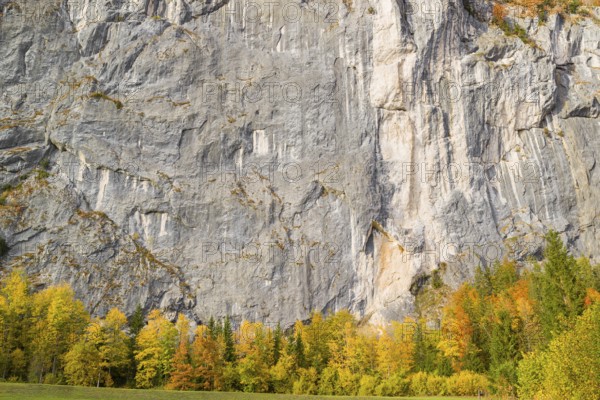 Gößler Wand in autumn. It is a rockwall of 180 m height between the lakes Toplitzsee and Grundlsee.