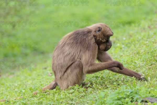 A female Gelada (Theropithecus gelada), or bleeding-heart monkey sits in a green meadow and