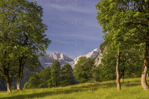 Sycamore maple trees, Acer pseudoplatanus, in summertime. Mountains in the background. Nature