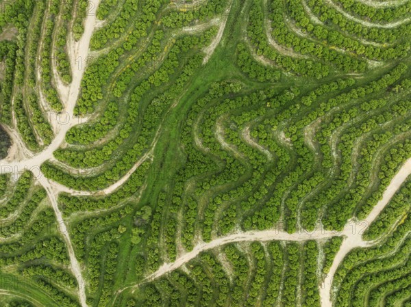 Cultivated orange trees (Citrus sinensis) and network of agricultural roads. Aerial view. Drone