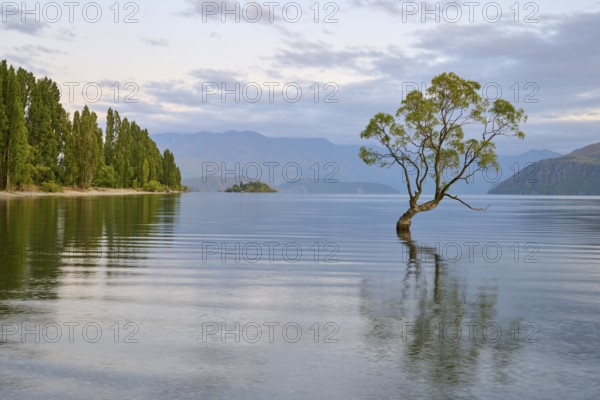 A tree stands in a peaceful blue lake with mountains in the background, summer, Lake Wanaka,