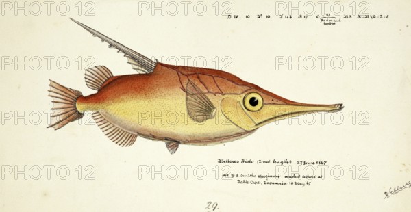 Longspine snipefish, Macrorhamphosus scolopax, The longspine snipefish, Fish, Reproduction of an