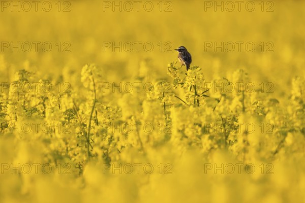 A whinchat sits in a flowering rape field near Frankfurt am Main in spring, Frankfurt am Main,