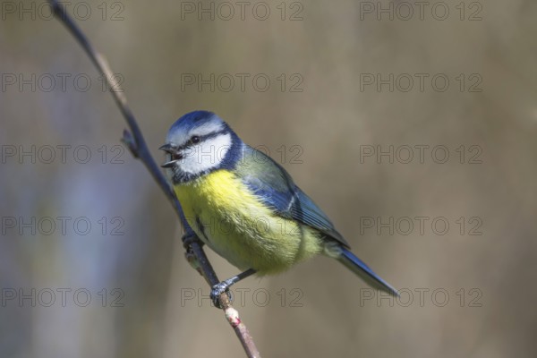 A blue tit (Parus caeruleus) singing on an apple tree branch against a blurred background,
