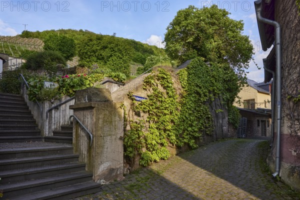 Alley, concrete wall, stairs, tree, three-leaved maiden vine (Parthenocissus tricuspidata),