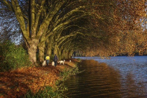 Essen, North Rhine-Westphalia, Germany - Dog owners walk along the lakeshore under trees with