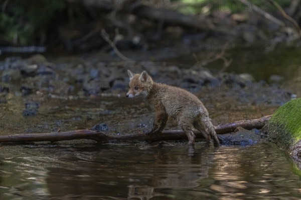 One young red fox, Vulpes vulpes, walking through a shallow forest creek in late light. Searching