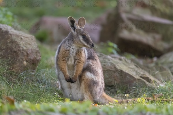 One yellow-footed rock-wallaby (Petrogale xanthopus), or ring-tailed wallaby sitting on grass