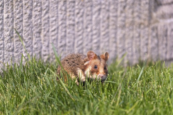 One European hamster (Cricetus cricetus), Eurasian hamster, black-bellied hamster or common