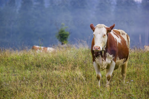 A Holstein Friesian cow stands grazing on a meadow with trees on a foggy day. Eng Valley, Austria,